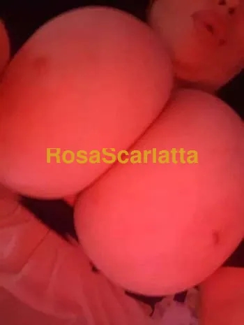 Cinzia